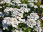 Preview: Iberis-sempervirens Hohe immergrüne Schleifenblume